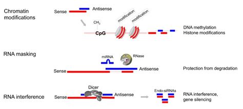Biological Functions Of Natural Antisense Transcripts Bmc Biology