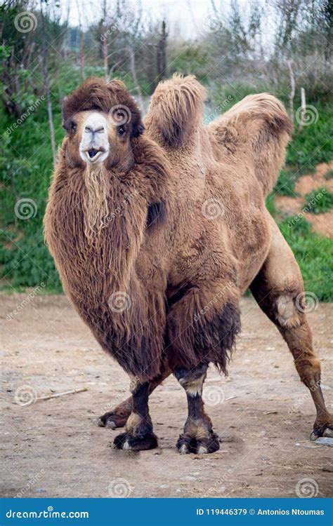 bactrian camel camelus bactrianus stock image image  eventoed