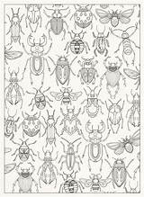 Arthropod Insectos Bugs Colouring Johanna Basford Bordado Beetle Anatomie Google Zentangles Insekten Drucktechnik Insectes Bichitos Zeichnen Kinder Bordados Tatuaje Líneas sketch template