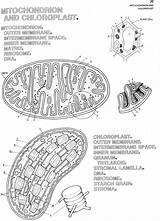 Chloroplast Mitochondria Biology Colouring Printable sketch template