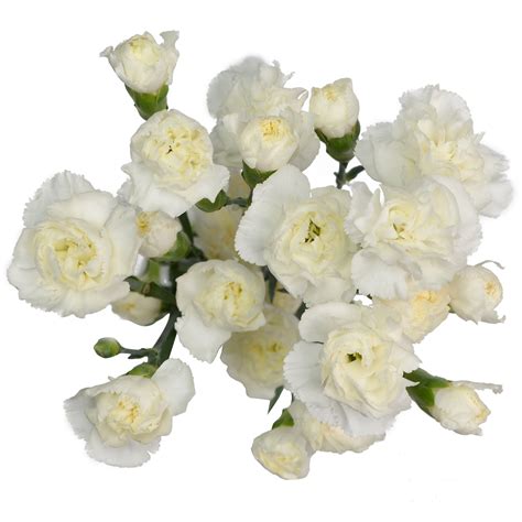mini carnation white stems weddings