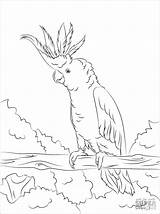 Cockatoo Coloring Pages Crested Printable Yellow Cockatoos Colouring Super Supercoloring Para Drawing Bird Pintar Color Drawings Kids Adult Version Animal sketch template