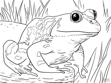 coloring pages  kids frogs