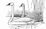 Swan Tundra Coloring Designlooter 300px 86kb Drawings sketch template