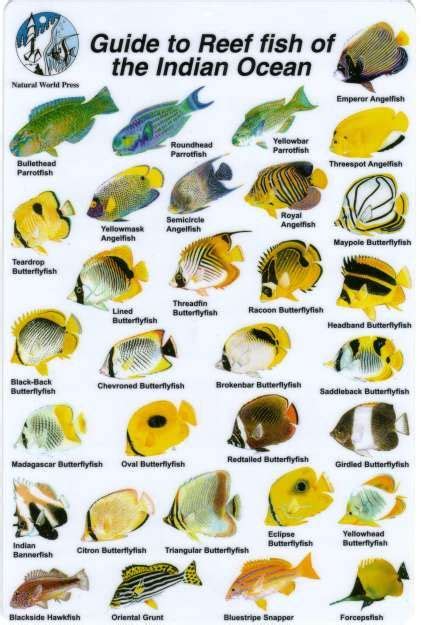 fish identification guides reef fish identificationguidesslates  charts fish chart