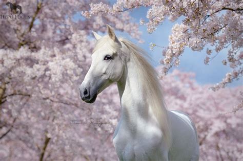 ode aan het witte paard hypo focus paardenfotografie mooie paarden