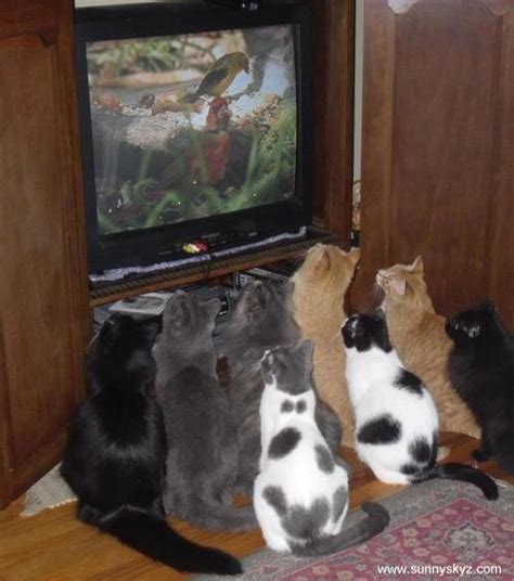 cats watching birds on the television tv