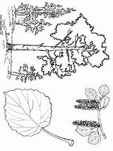 Coloring Pages Tree Aspen Trees Printable Coniferous Contains Deciduous Fruit Section Both Mycoloring sketch template