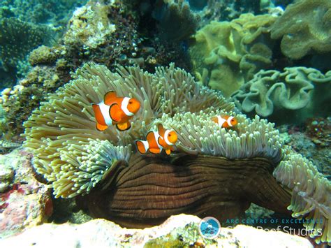 coral reef fish   resilient   thought study finds ncpr news