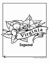 Coloring Flower Virginia State Pages Drawing Getdrawings Color sketch template