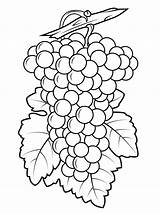 Grapes Coloring Pages Grape Purple Drawing Printable Preschool Template Leaf Color Fruits Print sketch template