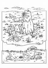 Prairie Dog Coloring Prairy Pages Animals Color Information Sheet Animal sketch template
