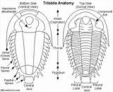 Trilobite Trilobites Enchantedlearning Fossils Anatomie Printout Fossil Homeschool Prehistory Phylogeny Mostrada تری sketch template