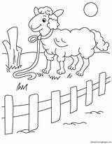 Sheep Fence Coloring sketch template