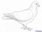 Dove Drawing Realistic Bird Doves Draw Drawings Paintingvalley Clipartbest Explore Collection Easy Dragoart Pencil Coloring Pages sketch template