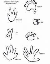 Animal Tracks Getdrawings Drawing Coloring Pages sketch template