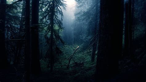 dark forest wallpapers images natures wallpapers pinterest dark forest  mystical forest