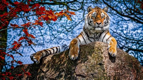 majestic tiger wallpapers