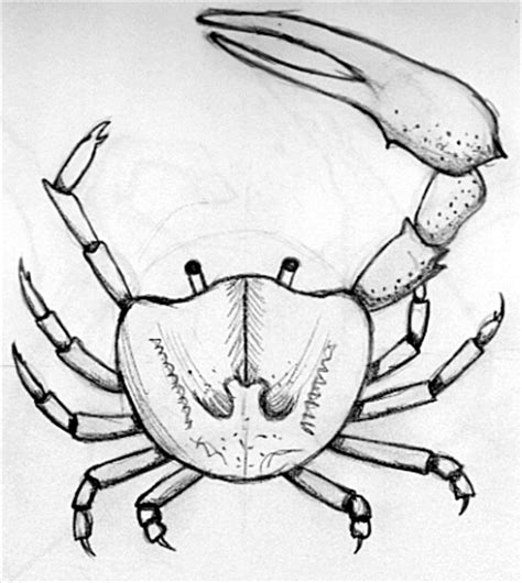crab sketch  ginpu  deviantart