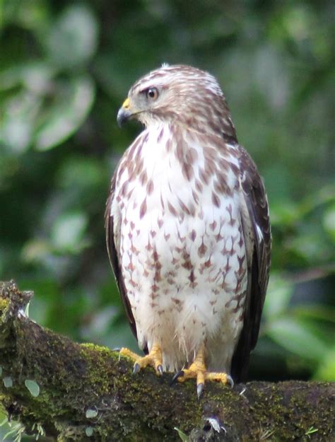 broad winged hawk young  heart