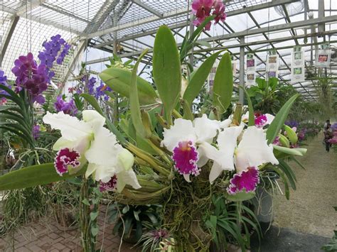 huge cattleyas brooklyn orchids