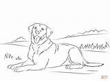 Labrador Retriever sketch template