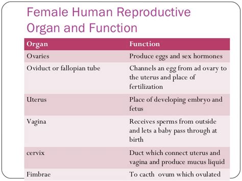 reproductive system anatomy and physiology