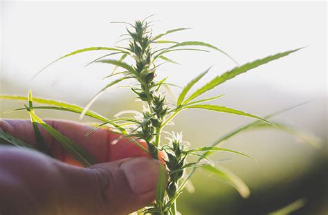 the cannabis plant cannabis medical clinic