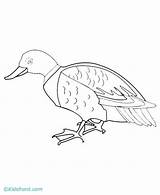 Mallard Coloring Duck Color Pages Popular Library Clipart Sketch sketch template