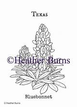 Coloring Texas Bluebonnet State Flowers Flower Pages Usa Template Drawings sketch template