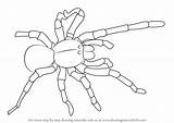 Goliath Birdeater Draw Drawing Step Arachnids Drawingtutorials101 Tutorial Tutorials sketch template