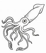 Squid Drawing Realistic Drawings Draw Paintingvalley Sketch sketch template