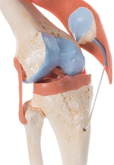 scientific   deluxe functional knee joint model