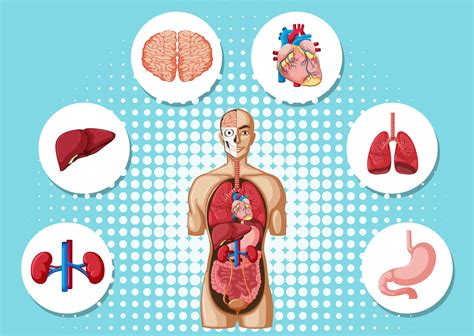 anatomie des menschen organe aufbau und funktion von leber galle und