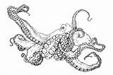Octopus Coloring Pages Printable Print Common Realistic Giant Adult Pacific Drawing Color Book Getdrawings Animal Choose Board Sheets Getcolorings sketch template