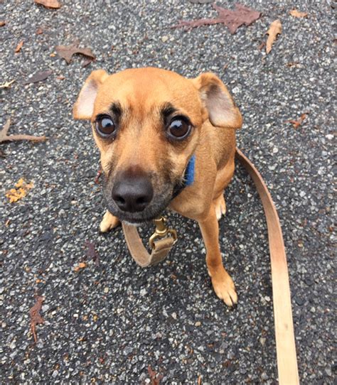 sex male age 1 y o breed chihuahua min pin mix meet kelly saturday