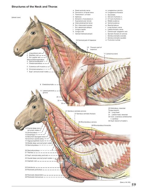 preview anatomy   horse  jpg  horse anatomy horses