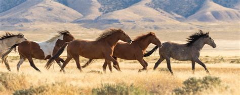 herd  wild horses running final furlong canada