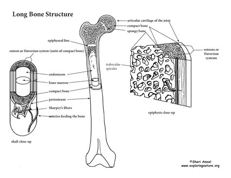 anatomy long bone labeling elise dickens