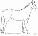 Coloring Warmblood Danish Pages Drawing sketch template