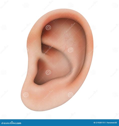 human ear stock photo image