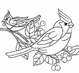 Pajaros Uccelli Pintar Pajaritos Oiseaux Pájaros Ocells Diversos Pajaro Colorier Passaros Adultos sketch template
