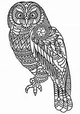 Gufi Colorare Adulti Owls sketch template