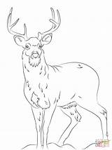 Deer Coloring Pages Tail Tailed Printable Whitetail Adult Color Print Head Supercoloring Template Real Realistic Getcolorings Draw Drawings Drawing Hunting sketch template