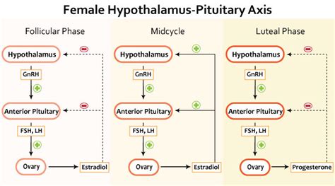 hypothalamic pituitary axis female reproductive medbullets step 1