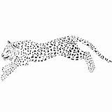 Cheetah Coloring Pages Jumping Ones Little sketch template