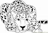 Cheetah Coloring Pages Running Printable Sitting Color Print Baby Colouring Kids Coloringpages101 Adults Drawing Cheetahs Cub Animal Easy Draw Cute sketch template