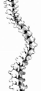 Scoliosis Vertebral Colonne Spinal Background Vertebrale Scoliose Cord Column Vertébrale Getdrawings Brace Monochrome Corset Bone 46kb Pngwing Pngegg Toppng Webstockreview sketch template