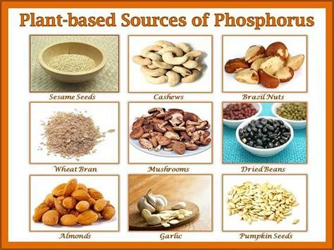phosphorus foods high  phosphorus benefits functions