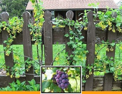 growing grape  seed    grow grapes   fence